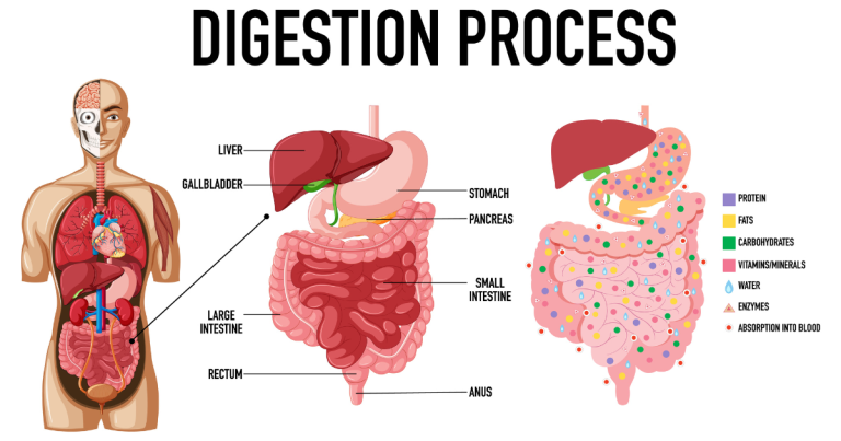 Why Does Food Not Digest